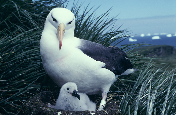 Black browed albatross and chick Black browed albatross  Diomedea melanophrys  and its chick. Breeding pairs mate for life and both birds will help raise a single chick every year in a cliff top nest, feeding it on regurgitated food. A chick is raised for about four months before it is ready to leave the nest. These albatrosses are extremely territorial, attacking other albatrosses that come too close. They are among the smallest albatrosses, with a wingspan of around 2 metres, soaring on the winds of the southern oceans to feed on krill. This albatross is ringed as part of research into albatrosses. Photographed on Bird Island, South Georgia, southern Atlantic Ocean.