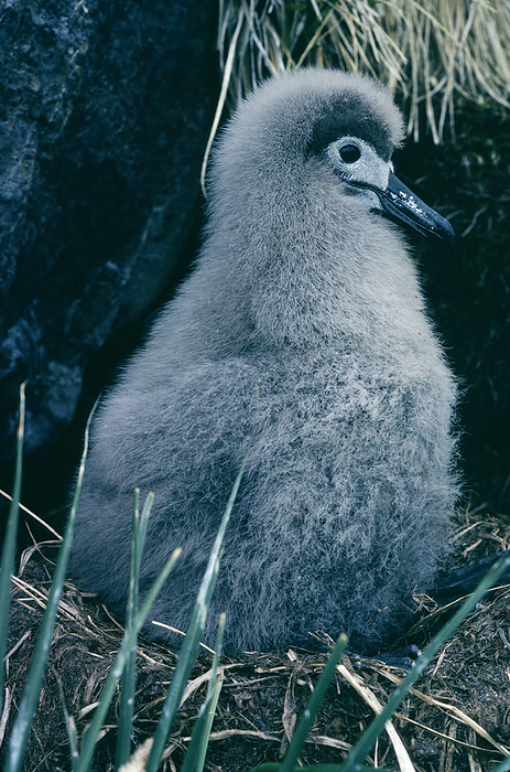 Light mantled albatross chick Light mantled albatross chick  Phoebetria palpebrata . The grass lined nest consists of mud and plant material. Light mantled albatrosses nest on cliff ledges on islands in the southern oceans, around Antarctica and off southern South America, Australia and New Zealand. They spend most of their time at sea, feeding on squid, krill and fish. The species is also called the light mantled sooty albatross  it is closely related to the sooty albatross  P. fusca . Light mantled albatrosses nest on islands in the southern oceans. Some populations are threatened by fishing. Photographed on South Georgia Island.
