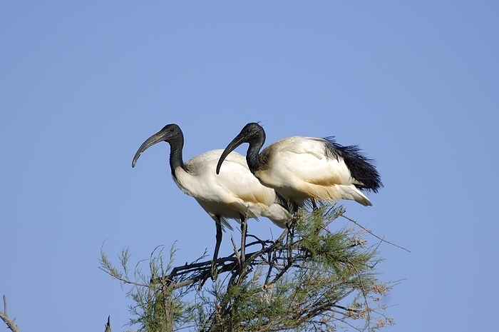 Sacred ibises Sacred ibises in a tree. The sacred ibis  Threskiornis aethiopicus  is a carnivorous bird that probes for small animals in wetlands, grassland and fields. It also eats offal or carrion and sometimes feeds in rubbish dumps. The sacred ibis is native to sub Saharan Africa but colonies have been established elsewhere. Photographed in Camargue, southern France.