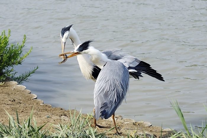 Grey herons Grey herons fighting over fish. The grey heron  Ardea cinerea  is a large wading bird that has a wingspan of nearly two metres. It is found near estuaries, marshes, rivers and, increasingly, lakes in city parks throughout much of Europe. Photographed in Camargue, southern France.