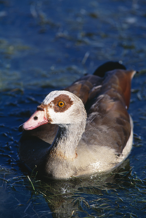 Egyptian goose Egyptian goose  Alopochen aegyptiacus  on water. This goose is found around water in the Nile Valley and sub Saharan Africa. It is an excellent swimmer but spends much of its time ashore, eating plants and occasionally insects. It may reach a length of around 70 centimetres. Males are aggressive, and colonies tend to be noisy and violent, with territorial battles being common. It nests on the ground or in trees, often using nests discarded by other birds. Photographed in South Africa s Western Cape.