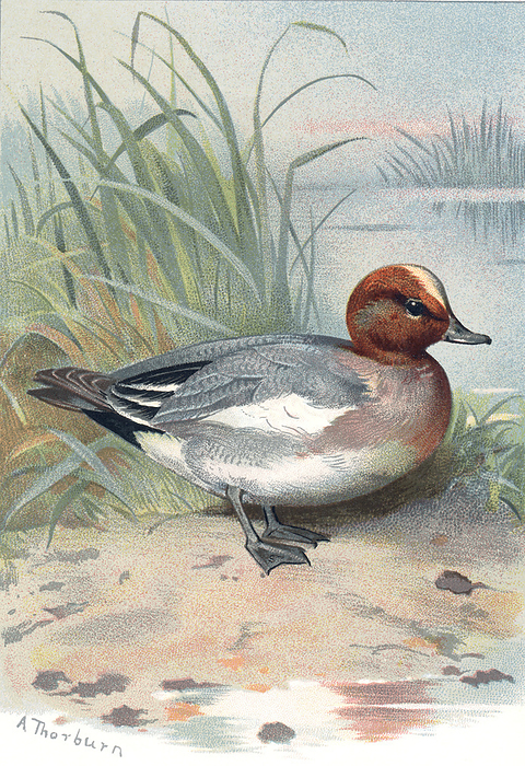 Widgeon, historical artwork Widgeon. Historical artwork of a widgeon  Anas penelope . This duck inhabits inland lakes and rivers during the breeding season, but spends the winter at coastal marshes and estuaries. It is found throughout much of Eurasia. It is herbivorous, feeding almost entirely on aquatic plants. The widgeon may reach a length of around 50 centimetres. This artwork was drawn by Archibald Thorburn  1860 1935 .