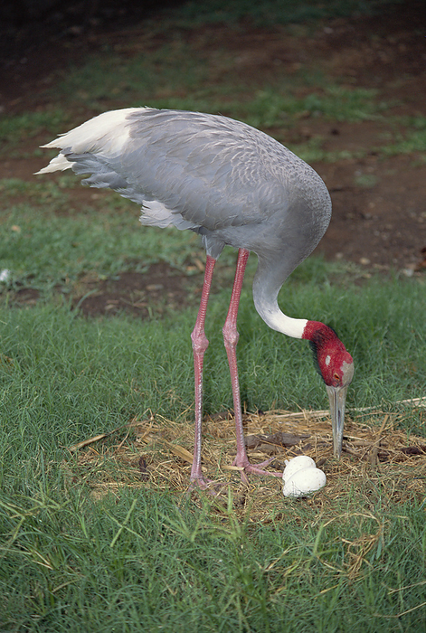 Sarus crane Sarus crane  Grus antigone  standing over eggs in a nest. This is the world s tallest flying bird. Males can stand 1.8 metres tall and have a wing span of 3 metres. There are three subspecies of G. antigone in India, southeast Asia and in Australia. It feeds on bulbs, vegetation, insects and snails. The birds mate for life and perform jumping dances and unison calls to one another. The nest is usually a mass of plant matter on swampy ground. Two eggs are laid, which are guarded by the male and incubated by the female for about one month. Photographed in northern Australia.