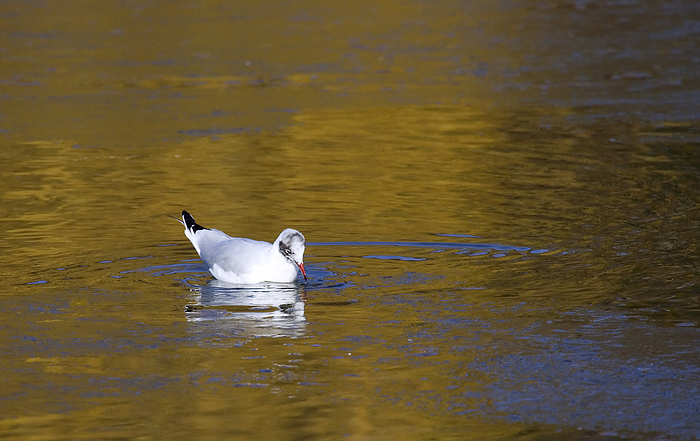 Black headed gull Black headed gull  Larus ridibundus  swimming on a pond. During the winter the bird s head is covered in white not black feathers. This is the most common inland gull in the UK and is often seen in large flocks. It feeds on worms, insects, fish and carrion and can grow to lengths of 35 centimetres. Photographed in March in Hertfordshire, UK.