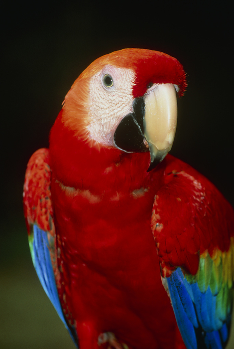 View of a scarlet macaw  Ara macao  Scarlet macaw. View of the head and chest of a scarlet macaw  Ara macao . The scarlet macaw lives in the forests of Central and northern South America. They live in large flocks, usually made up of several pairs of birds. They nest in holes in the trunks of forest trees. They eat a variety of foods, including fruits, seeds and nuts. They use their large, powerful beaks to crack open tough nutshells. These birds used to be very popular as pets, and were extensively hunted for export. They are famous for their mimicking ability, often being able to reproduce whole sentences. Photographed at the Marenco Biological Station, Costa Rica.
