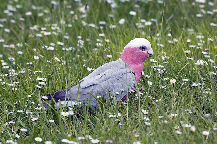 Male galah cockatoo Male galah cockatoo  Eolophus roseicapillus . This cockatoo is found throughout Australia. It is a very sociable bird and it will create a life long bond with its partner. A male galah can be distinguished from the female by the colour of the iris. A male iris is brown whereas a female iris is red. Photographed in Latrobe, Tasmania, Australia.