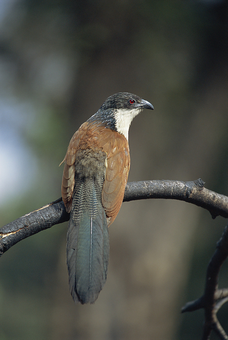 Burchell s coucal Burchell s coucal  Centropus burchelli or Centropus superciliosus burchelli . Coucals are non parasitic members of the cuckoo family  Cuculidae  of birds. Burchell s coucal is a ground foraging insectivore that clambers around in thick bush. It is a weak flyer and prefers to run from predators. Burchell s coucal may be a subspecies of the white browed coucal  Centropus superciliosus . Burchell s coucal lives in southern Africa and lacks the white brow. Photographed in the Kruger National Park, South Africa.