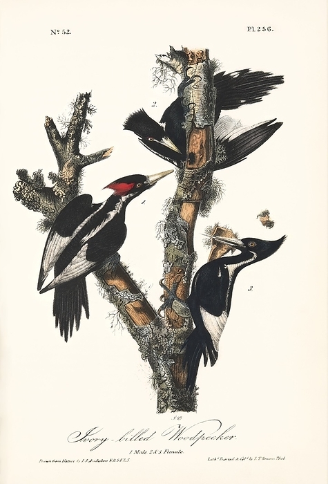 Ivory billed woodpeckers, artwork Ivory billed woodpeckers  Campephilus principalis , historical artwork. This artwork is from The Birds of America, a famous bird guide written and illustrated by the US ornithologist John James Audubon  1785 1851 . The male, with the red crest, is at left, with two females at upper right and lower right. At the time, this bird was known as Picus principalis. It was considered to have become extinct by the end of the 20th century, but in 2004 there were reports that some ivory billed woodpeckers had been seen in some parts of the USA.
