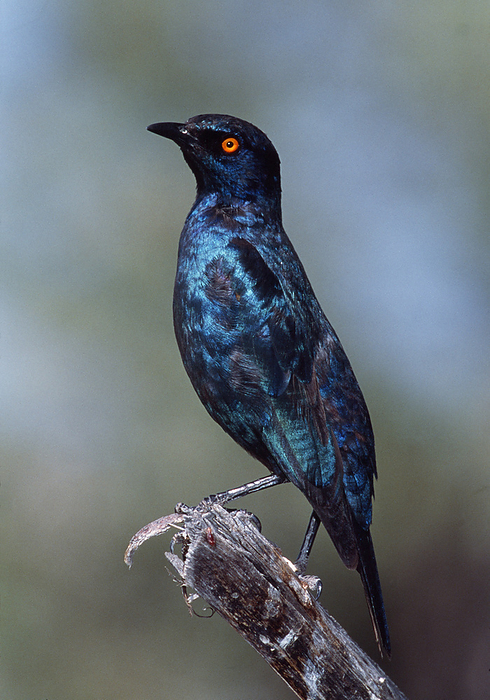 Cape glossy starling Cape glossy starling  Lamprotornis nitens . This starling is found throughout most of southern Africa. It inhabits acacia savannah and riverine bushlands. Like all starlings, it uses its sharp tapering bill to feed on insects and fruit. This starling also feeds on the nectar of aloes. It forms flocks of 6 10 birds that forage in trees or on the ground. Photographed in Etosha National Park, Namibia.