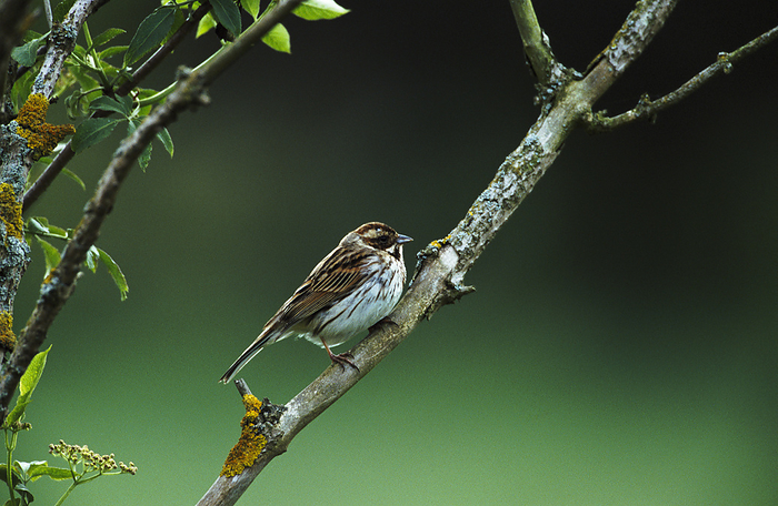 Female reed bunting Female reed bunting  Emberiza schoeniclus  perched on a branch.