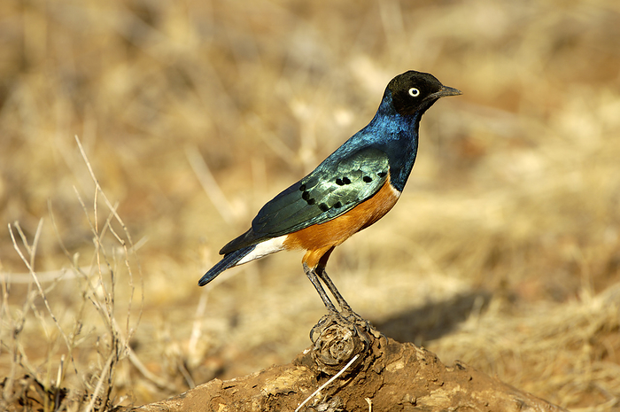 Superb starling Superb starling  Lamprotornis superbus . This bird is very common throughout Kenya where it lives in large flocks which are frequently found feeding on the ground. Photographed at the Samburu Game Resrve in Kenya, East Africa.