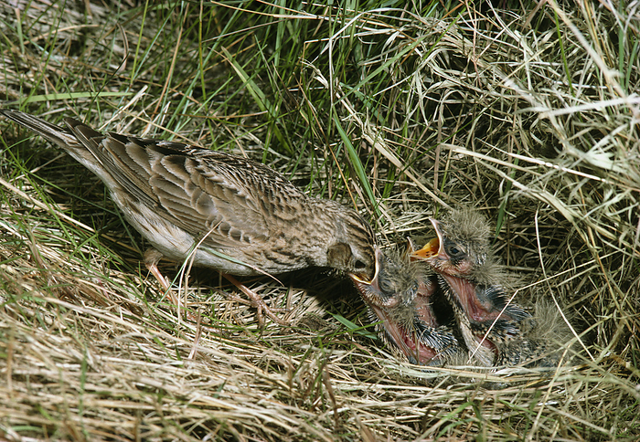 Skylark feeding young Skylark  Alauda arvensis  feeding young in their nest.