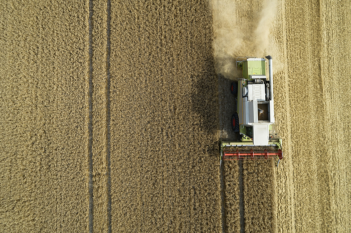 Aerial view of combine harvester, harvesting grain field. Bavaria, Germany, Europe. Drone view of combine harvester collecting grain in summer