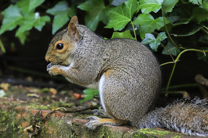Eastern grey squirrel  Sciurus carolinensis  in garden. An invasive species from Nth America  Henley on Thames, Oxfordshire, UK Eastern grey squirrel  Sciurus carolinensis  in garden, an invasive species from North America, Henley on Thames, Oxfordshire, England, United Kingdom, Europe, Photo by Robert Francis