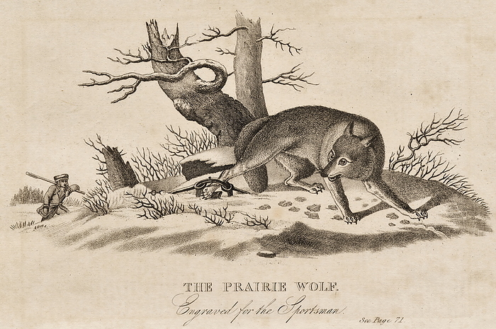 The Prairie Wolf caught in a trap  (Canis  latrans) also called the Coyte or American Jackal.  19th century engraving.