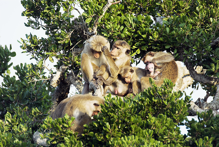 Toque macaque troop Toque macaque  Macaca sinica  troop sitting in a tree. This species of macaque is endemic to Sri Lanka where it lives in troops of around 20 individuals. Males can weigh up to 5.5 kilograms and have a combined body and tail length of over 110 centimetres long. They inhabit areas near rivers, streams and lakes and feed on fruits, flowers and insects.