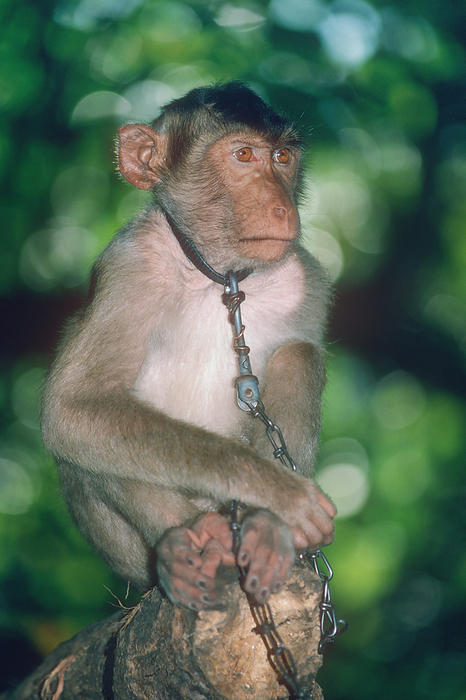 Southern pig tailed macaque Southern pig tailed macaque  Macaca nemestrina  in captivity. This monkey is native to the forests of Brunei Darussalam, Indonesia, Malaysia, and Thailand. Photographed in Sulawesi, Indonesia.