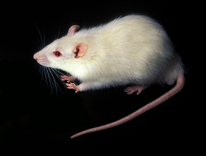 White laboratory rat Lab rat. This is an albino breed of the brown rat  Rattus norvegicus  that is widely used in medical and biological experiments. It is easy to keep and breed and reaches maturity quickly.
