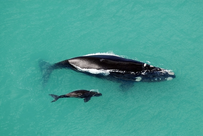 Southern right whale mother and calf Southern right whale  Eubalaena australis  mother and calf, aerial photograph. The pair are at the surface and starting to dive. An adult female can reach 18.5 metres in length. This baleen whale inhabits the oceans in the southern regions of the southern hemisphere. It spends summer in Antarctic and sub Antarctic waters, migrating northwards to breed in the winter. Photographed off the coast of South Africa, near the De Hoop Nature Reserve in the country s Western Cape region.