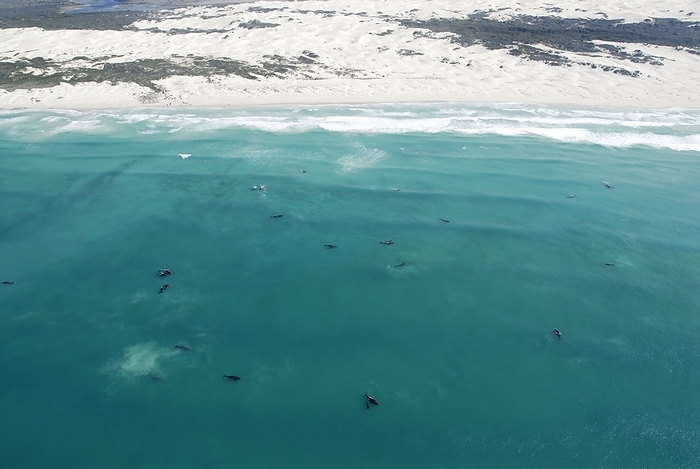 Southern right whale breeding group Southern right whale  Eubalaena australis  breeding group, aerial photograph. This baleen whale inhabits the oceans in the southern regions of the southern hemisphere. It spends summer in Antarctic and sub Antarctic waters, migrating northwards to breed in the winter. This group is off the coast of South Africa  top . This part of the coastline is in the De Hoop Nature Reserve, in the Western Cape region.