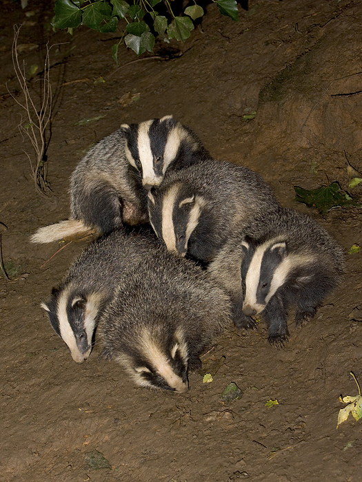 European badgers playing European badgers playing. Group, or clan, of five European badgers  Meles meles  playing. Badgers live in small clans, usually of five to six individuals, in large networks of interconnecting tunnels called sets. Each clan has a dominant male and female. The European badger is found throughout Europe and Asia in woodlands and grazed pasture. They can eat a wide variety of foods, including insects, small mammals, reptiles, fruits, nuts and carrion. However, in Britain their diet mostly consists of earthworms. Badgers reach up to 90 centimetres in length. Photographed in August in Essex, UK.