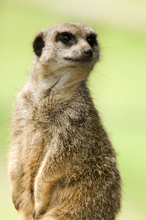 Meerkat Meerkat  Suricata suricatta . This mammal is found in arid grassland in southern Africa. It lives in family groups of up to 40 individuals in underground warrens. They often share warrens dug with other species such as the ground squirrel and the mongoose.