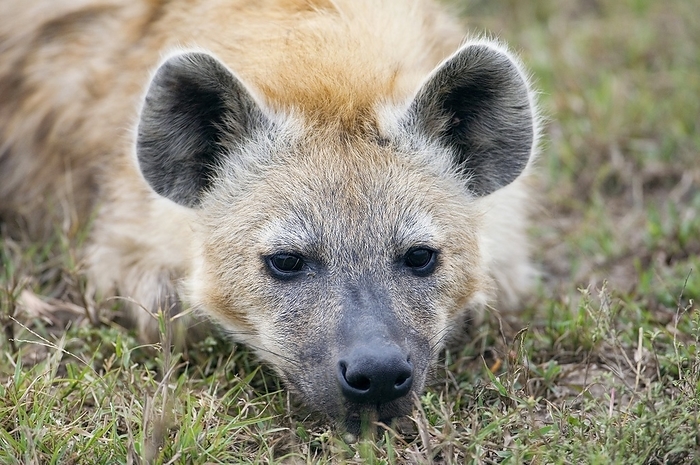 Spotted hyena Spotted hyena  Crocuta crocuta . Also known as the laughing hyena, it is primarily a pack hunting predator living in groups of up to forty individuals on the savannas and deserts of Africa. Photographed in the Masai Mara reserve, Kenya.