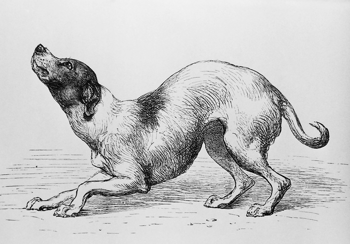 Engraving of a humble or affectionate dog Dog. Engraving of the body posture of a submissive or affectionate dog, taken from Charles Darwin s Expression of Emotion In Man and Animals  1872 . The dog is partly crouching   has lowered its tail. Animals communicate their intentions to each other through such body language.