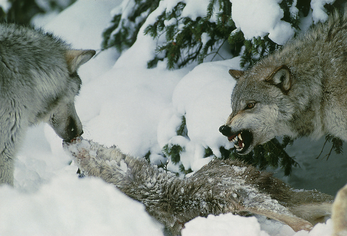 Grey wolves with a kill Grey Wolves. View of two grey wolves  Canis lupus  standing over a deer kill in the snow. The wolves are displaying aggresive gestures towards each other. A fully grown grey wolf has a body length of 100 140 cm and a body weight of 18 80 kg. It preys on large herbivores such as elk, bison and mountain sheep as well as deer. The grey wolf lives in packs of 5 15 individuals. It is found mainly in North America and Asia, however there are residual populations in Mexico, Europe and Scandinavia. The grey wolf is an endangered species in all American states except Alaska. Photographed in Utah, USA.