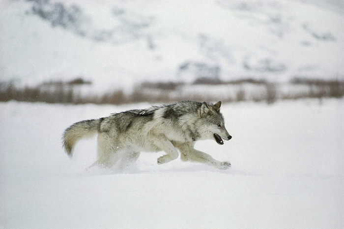 Grey wolf running Grey Wolf. View of a solitary grey wolf  Canis lupus  running through snow. A fully grown grey wolf has a body length of up to 140 cm and a body weight of up to 80 kg. It preys on large herbivores such as elk, deer, bison and mountain sheep. The grey wolf lives in packs of 5 15 individuals. It is found mainly in North America and Asia, however there are residual populations in Mexico, Europe and Scandinavia. The grey wolf is an endangered species in all American states except Alaska. Photographed in Utah, USA.