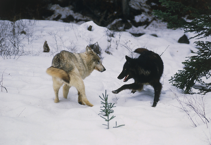 Grey wolves playing Grey Wolves. View of two grey wolves  Canis lupus  playing in the snow. One of the wolves  right  is dark coloured. A fully grown grey wolf has a body length of 100 140 cm and a body weight of 18 80 kg. It preys on large herbivores such as elk, deer, bison and mountain sheep. The grey wolf lives in packs of 5 15 individuals. It is found mainly in North America and Asia, however there are residual populations in Mexico, Europe and Scandinavia. The grey wolf is an endangered species in all American states except Alaska. Photographed in Utah, USA.