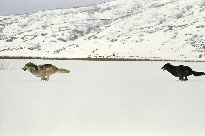 Grey wolves running Grey Wolves. View of two grey wolves  Canis lupus  running in the snow. One of the wolves  right  is dark coloured. A fully grown grey wolf has a body length of 100 140 cm and a body weight of 18 80 kg. It preys on large herbivores such as elk, deer, bison and mountain sheep. The grey wolf lives in packs of 5 15 individuals. It is found mainly in North America and Asia, however there are residual populations in Mexico, Europe and Scandinavia. The grey wolf is an endangered species in all American states except Alaska. Photographed in Utah, USA.