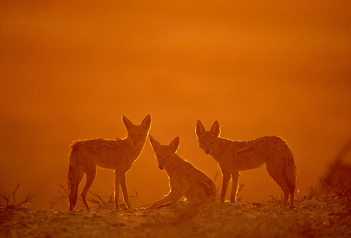 Black backed jackals Black backed jackals, Canis mesomelas, at dawn. These scavengers are seen in packs, alone or in family groups. Greeting gestures and social play have been observed in these jackals and they are highly vocal. Grunts, barks and howls feature in their repertoire. They inhabit the grasslands, plains and south western deserts of Africa. Reaching around a metre in length and ten kilograms in weight, their diverse diet includes small mammals, eggs, birds, insects, reptiles and some fruits. Large packs of these animals may appear after a kill, hoping to feed on the carrion. Photographed in the Kalahari Gemsbok National Park, South Africa.