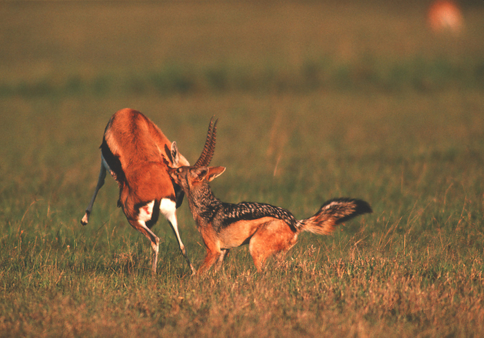 Jackal attacking gazelle Black backed jackal  Canis mesomelas  attacking a Thomson s gazelle  Gazella thomsoni . This jackal inhabits grassland and open country in southern and eastern Africa. It is usually found in small packs, but may hunt alone or with its mate. This jackal typically stays with one partner for life. It will only take larger animals such as gazelles if it is with its pack or if the prey is injured or weakened. This gazelle was already wounded on one flank before the jackal attacked. The black  backed jackal may reach a length of one metre. It is an intelligent and adaptable animal, and is often found foraging around cities and towns, where it is largely nocturnal.