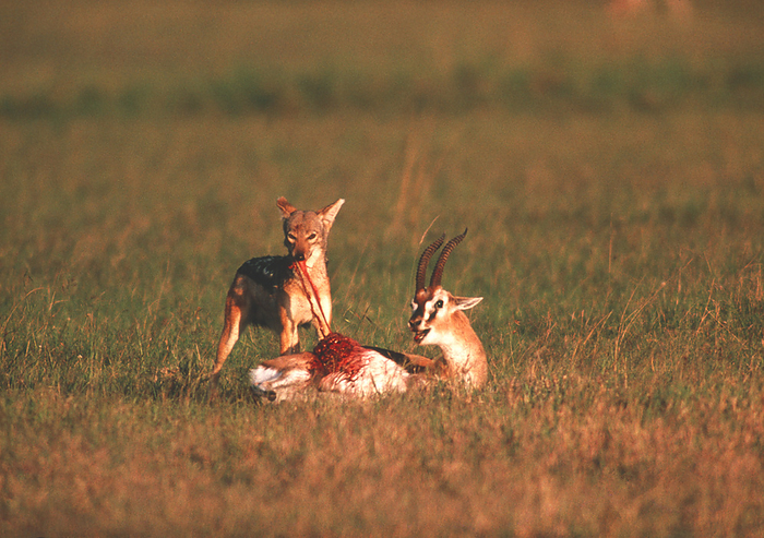 Jackal eating gazelle Black backed jackal  Canis mesomelas  feeding on a Thomson s gazelle  Gazella thomsoni . This jackal inhabits grassland and open country in southern and eastern Africa. It is usually found in small packs, but may hunt alone or with its mate. This jackal typically stays with one partner for life. It will only take larger animals such as gazelles if it is with its pack or if the prey is injured or weakened. This gazelle was already wounded on one flank before the jackal attacked. The black  backed jackal may reach a length of one metre. It is an intelligent and adaptable animal, and is often found foraging around cities and towns, where it is largely nocturnal.