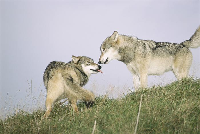 Grey wolves Grey wolves  Canis lupus  play fighting.