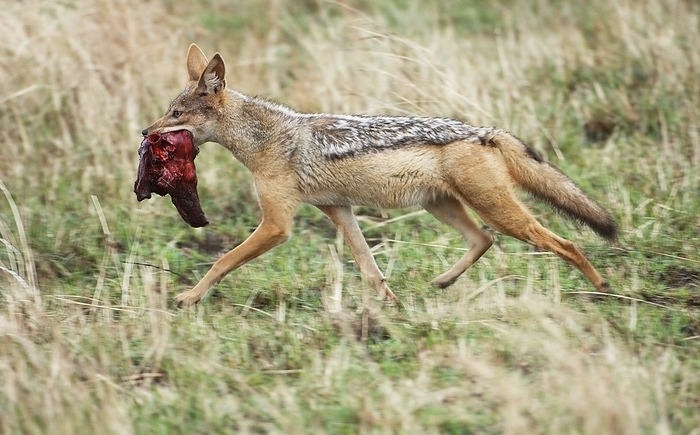 Black backed jackal Black backed jackal  Cania mesomelas  carrying a piece of a carcass. This dog, also known as the silver backed jackal, is a scavenger that feeds on the remains of kills made by lions and other large predators. It also feeds on small rodents, insects and fruit. It is found either living alone, in pairs or in packs on the open plains of southern and eastern Africa. Photographed in the Masai Mara reserve, Kenya.