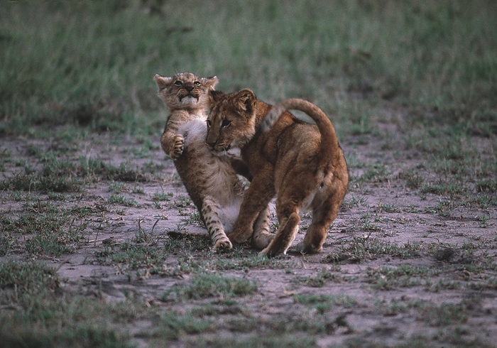 Lion cubs Lion cubs  Panthera leo  play fighting. A lioness living in the wild produces between 2 and 4 cubs after a gestation period of 105 days. The cubs remain with their mother and her pride for around 2 years, during which time they develop crucial hunting and social behaviours in readiness for independence. Many behaviours are developed through playful interactions between cubs in the same litter. P. leo is found in savannah and scrubland throughout sub Saharan Africa and in scattered areas of India.