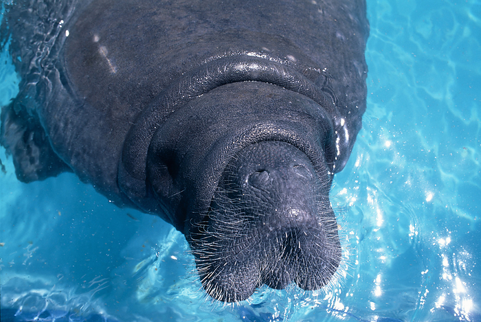 Manatee Head of a manatee  Trichechus manatus  in an aquarium. This aquatic mammal inhabits rivers, estuaries and shallow coastal waters around the Caribbean Sea. It is herbivorous, feeding on sea grass and other vegetation. It is a gregarious animal, living in extended family groups. Its numbers have been reduced drastically by human encroachment, habitat destruction and hunting.