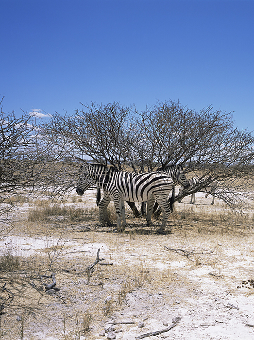 Burchells zebra Burchells zebras  Equus quagga burchellii  in the Etosha pan, Namibia, Africa. The Burchells zebra is a subspecies of the plains zebra and is found in southern Africa. It feeds on a range of grasses and occasionally on leaves.