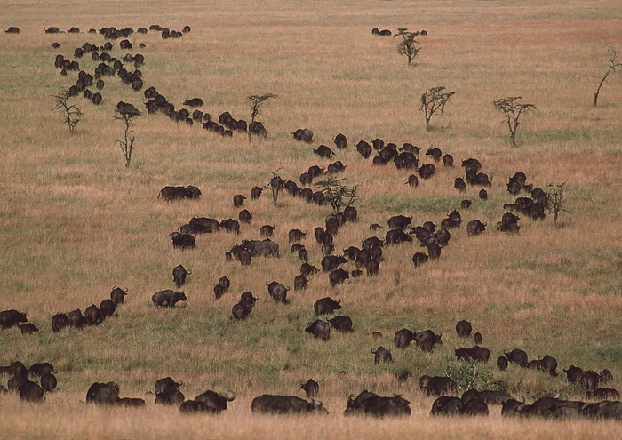 Buffalo herd African buffalo  Syncerus caffer  herd moving across grasslands. The buffalo is a large herbivore which lives in vast herds of up to 2000 individuals, but more commonly just a few hundred. They live throughout Africa south of the Sahara desert. A fully grown adult may weigh 1000 kilograms. They eat mainly grass, although leaves and shoots are also eaten. Buffalos live near forests and water, and retreat into them during the hot parts of the day. Their size and strength make them formidable prey, even for lions.