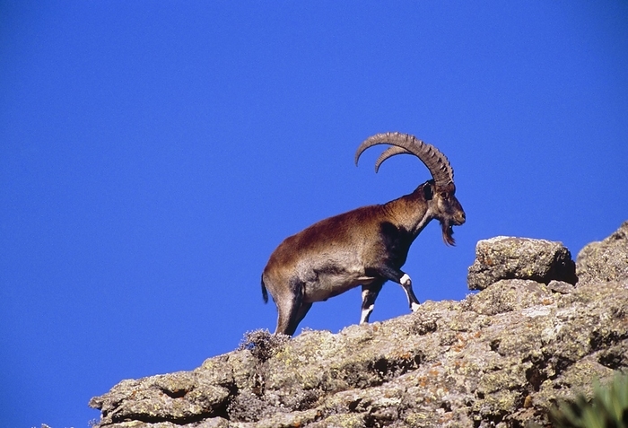 Walia ibex Walia ibex  Capra walie  walking on a mountainside. These goat antelopes are considered a critically endangered species. They are only found in the Simien mountain range of northern Ethiopia where they feed on grasses, herbs and other plant matter. Both males and females have horns, but the male s horns are much larger and may reach over one metre in length. The walia stands at about a metre high at the shoulder and can weigh up to 120 kilograms. Photographed in Ethiopia.