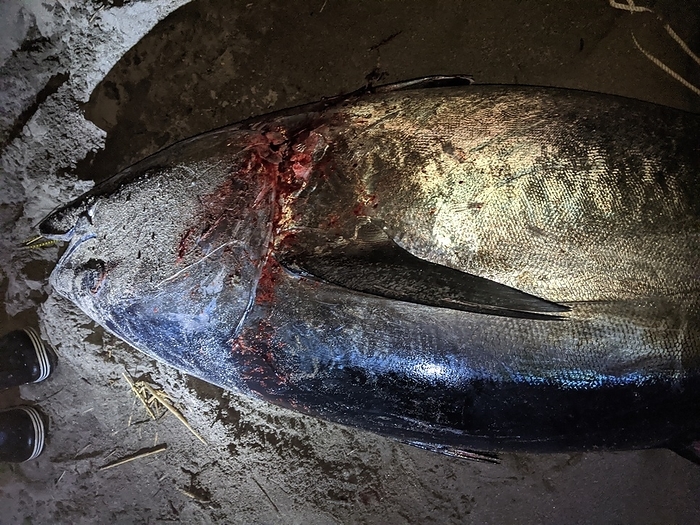 Tuna caught on a sandy beach at the mouth of the Sada River, Yonago City, Tottori Prefecture From the photographer Taken at the mouth of the Yodoe Sada River, Yonago City, Tottori Prefecture. 217cm 145kg  after bleeding  Extra large Bluefin Tuna caught from the beach  There are many more pictures, videos, and disassembly scenes   Additional information On our way to kiss fishing, we came across a tuna swimming in the shallows. He took out his kue fishing gear, which was still in the car from the day before, and after adding a hook to a lure, he started fishing for tuna. After many setbacks and hook replacements, it was dark when we finally pulled the tuna up on the beach. Although he had been there for about eight hours, it took about two hours from the time he actually hooked the tuna to the time he brought it back to the beach. After the tuna was hooked, a report was filed with the Fisheries Agency. The tuna was caught largely because of the conditions. The location where the tuna were caught was shallow, making it difficult for large tuna to move, and the tetrapods surrounding the beach made the entrance to the open sea narrow. Because of these favorable conditions, the tuna did not escape into the open sea, and they were able to try again and again. He used the same tackle he uses for Kue fishing. He usually catches a Kue fish weighing about 40 kg with this tackle as well. He tuned up his lure by adding a hook, but the scales like steel plates of tuna stretched his hook, and he had to replace it many times. 