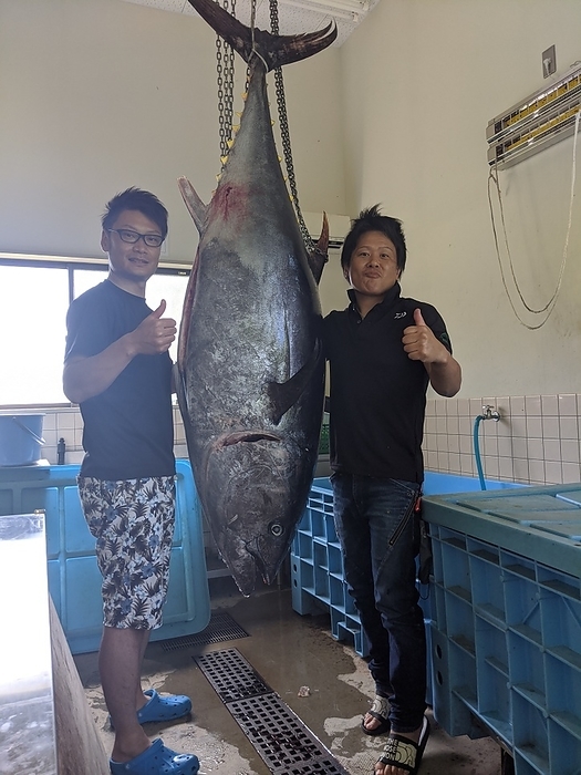 Tuna caught on the sandy beach at the mouth of the Sada River, Yonago City, Tottori Prefecture From the photographer Taken at the mouth of the Yodoe Sada River, Yonago City, Tottori Prefecture. 217 cm, 145 kg  after bleeding  extra large bluefin tuna caught from the beach  There are many more pictures, videos, and disassembly scenes   Additional information On our way to kiss fishing, we came across a tuna swimming in the shallows. He took out his kue fishing gear, which was still in the car from the day before, and after adding a hook to a lure, he started fishing for tuna. After many setbacks and hook replacements, it was dark when we finally pulled the tuna up on the beach. Although he had been there for about eight hours, it took about two hours from the time he actually hooked the tuna to the time he brought it back to the beach. After the tuna was hooked, a report was filed with the Fisheries Agency. The tuna was caught largely because of the conditions. The location where the tuna were caught is shallow, making it difficult for large tuna to move around, and the tetrapods surrounding the shoreline make the entrance to the open sea narrow. Because of these favorable conditions, the tuna did not escape into the open sea, and they were able to try again and again. He used the same tackle he uses for Kue fishing. He usually catches a Kue fish weighing about 40 kg with this tackle as well. He tuned up his lure by adding a hook, but the scales like steel plates of tuna stretched his hook, and he had to replace it many times. 