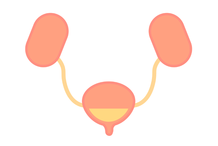 Vector illustration of a bladder