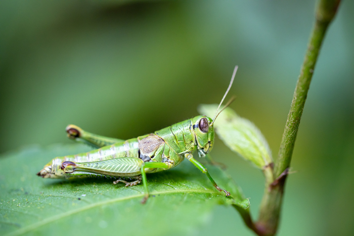 Butterbur grasshopper on a leaf