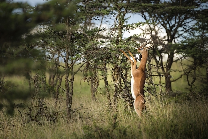Gerenuk  Litocranius walleri  at El Karama Ranch, Laikipia County, Kenya Gerenuk, Litocranius walleri, at El Karama Ranch, Laikipia County, Kenya