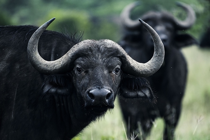African Buffalo  Syncerus caffer aka Cape Buffalo  at El Karama Ranch, Laikipia County, Kenya African Buffalo, Syncerus caffer aka Cape Buffalo, at El Karama Ranch, Laikipia County, Kenya