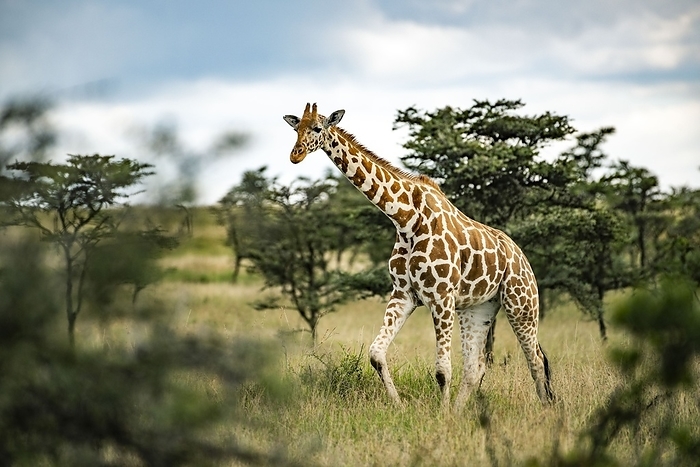 Reticulated Giraffe  Giraffa reticulata  at El Karama Ranch, Laikipia County, Kenya Reticulated Giraffe, Giraffa reticulata, at El Karama Ranch, Laikipia County, Kenya