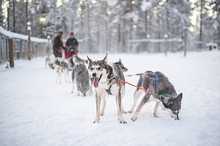 Husky sledding, Torassieppi, Lapland, Finland Husky sledding, Torassieppi, Lapland, Finland